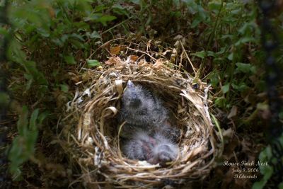 House Finch nest, a week later