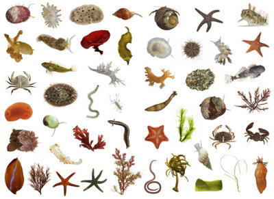 tidal-zone-treasures-615.jpg