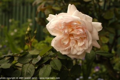 pink_gruss_an_aachen