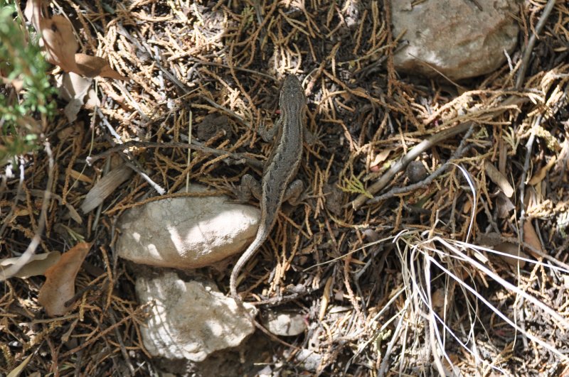 Western Fence Lizard