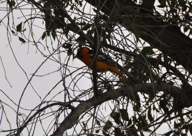 Bullocks Oriole