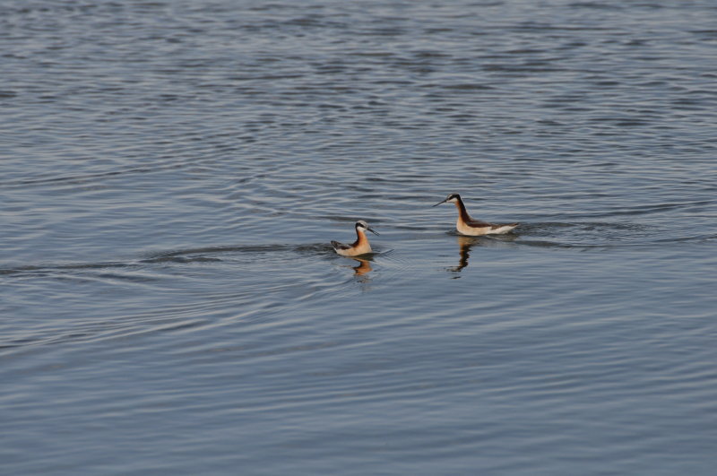 Wilsons Phalarope