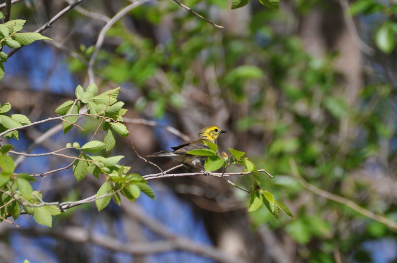 Black-throated Green Warbler