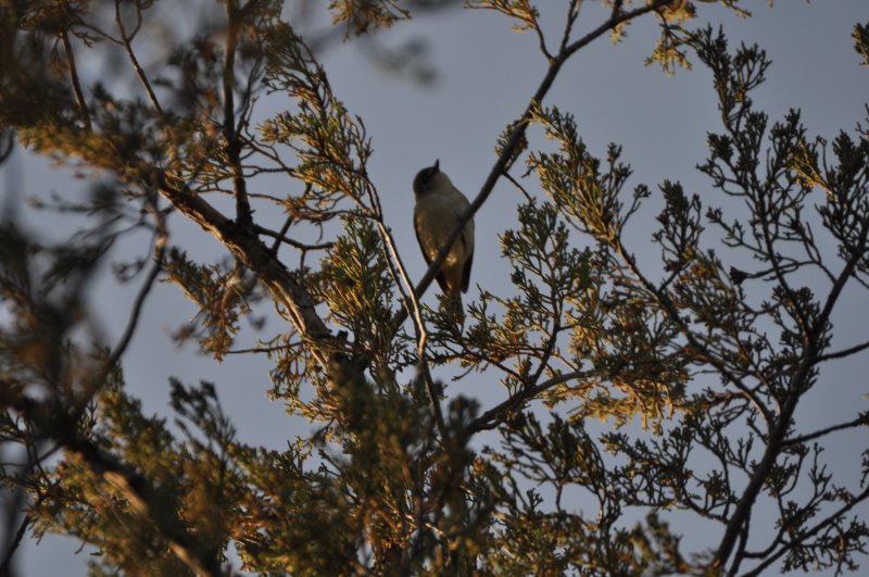 Cassins Vireo