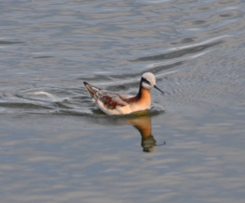 Wilsons Phalarope(female)