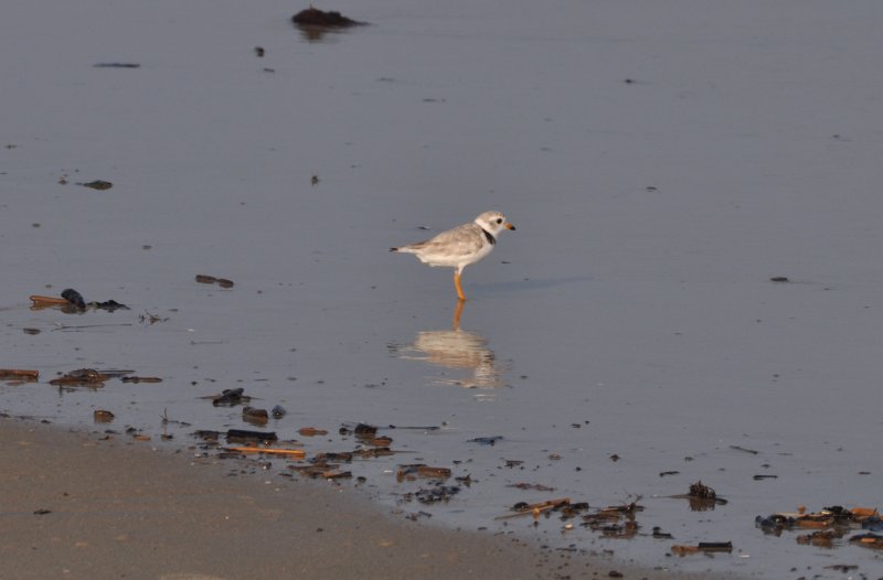 Piping Plover