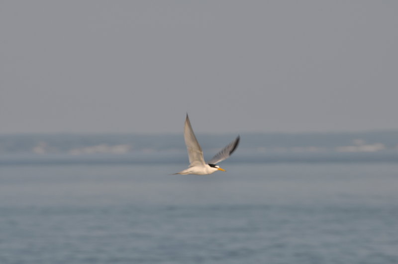 Least Tern (coastal race)