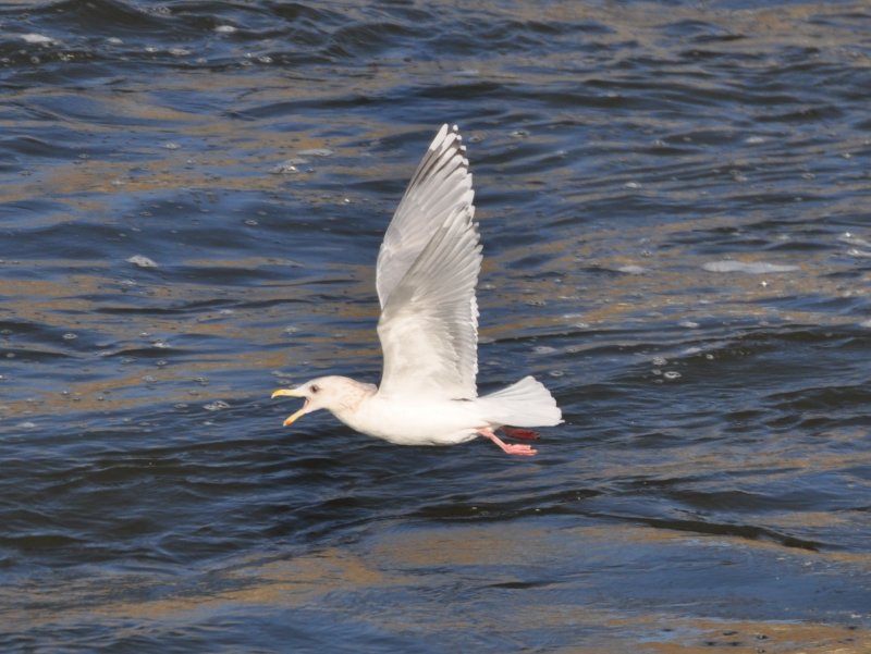 Thayers Gull