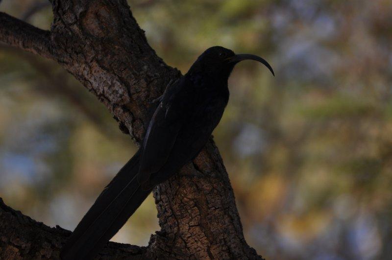 Common Scimitarbill