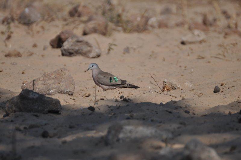 Emerald-spotted Wood-dove
