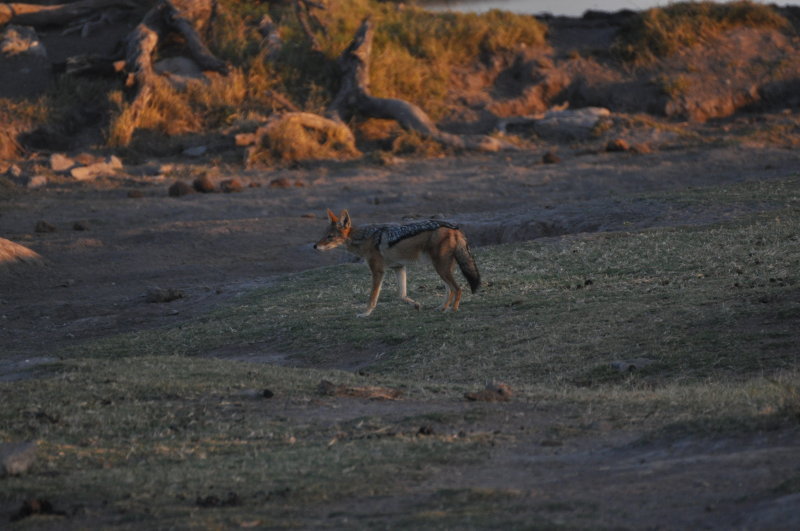 Black-backed Jackal