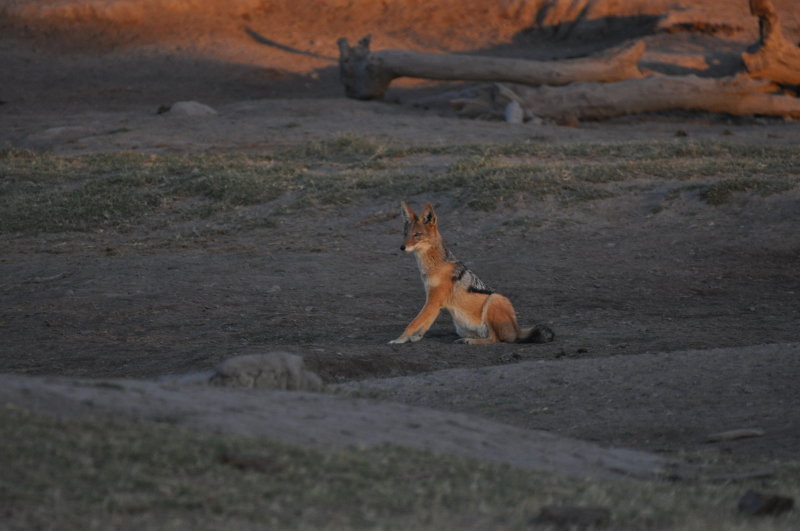 Black-backed Jackal