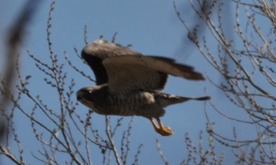 Broad-winged Hawk