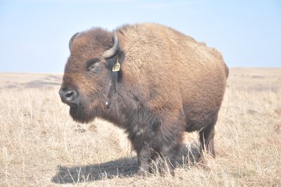 Konza Bison #072