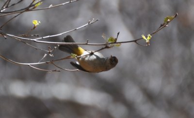 Colima Warbler above Boot Springs drip