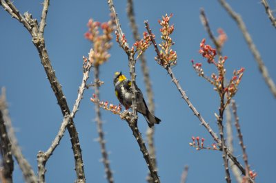 Audubon's Yellow-rumped Warbler