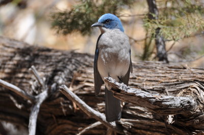 Mexican Jay