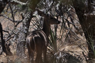 Sierra del Carmen Mountians White-tailed Deer