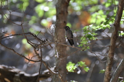 Blue-throated Hummingbird
