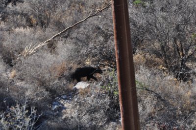 Mexican Black Bear