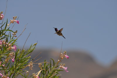 Lucifer Hummingbird