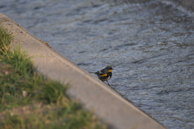 Audubon's Yellow-rumped Warbler