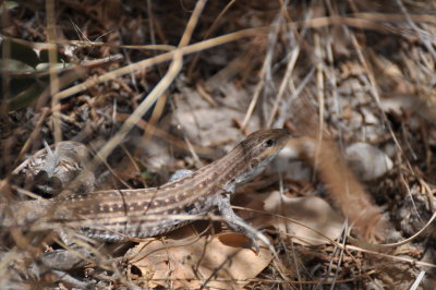 Spotted Whiptail