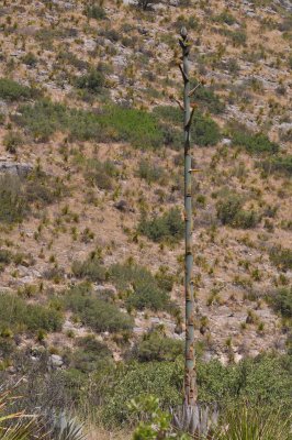 Century Plant- Agave americana