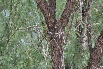 Ladder-backed Woodpecker