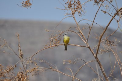 Tropical Kingbird