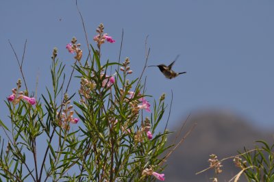 Lucifer Hummingbird