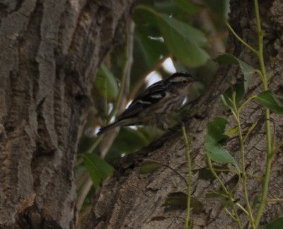 Black and White Warbler