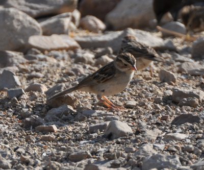 Brewer's Sparrow