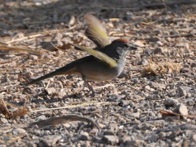 Green-tailed Towhee