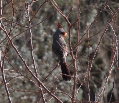 Pyrrhuloxia