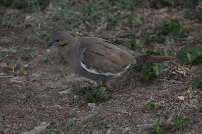 White-winged Dove
