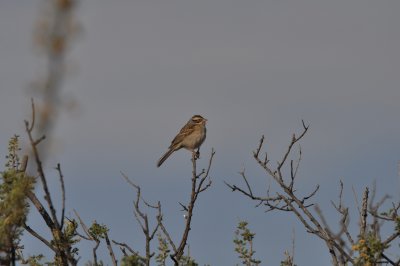 Clay-colored Sparrow
