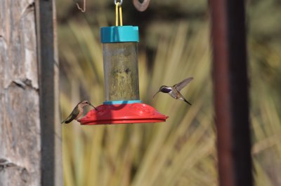 Lucifer Hummingbird pair