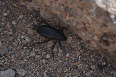 Mystery Insect