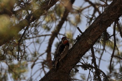 Red-naped Sapsucker