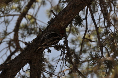 Red-naped Sapsucker