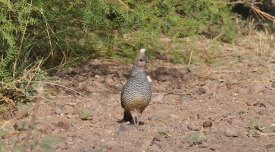 Scaled Quail