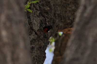 Painted Redstart