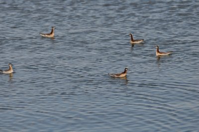 Wilson's Phalaropes