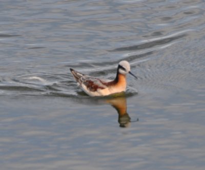 Wilsons Phalarope(female)