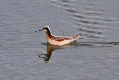 Wilson's Phalarope(female)