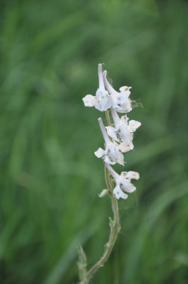 Flint Hills -  Plains larkspur