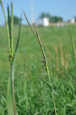 Tripsacum dactyloides, Eastern gamma grass