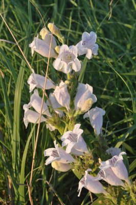 Flint Hills - Penstemon