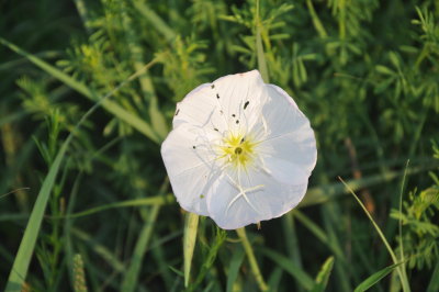  Oenothera speciosa, Showy evening primrose